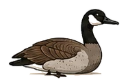 Canada Geese
