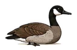 Canada goose
