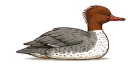 Common Merganser