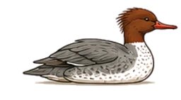 Common merganser hen illustration