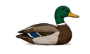 Ducks (Mallard, etc.)