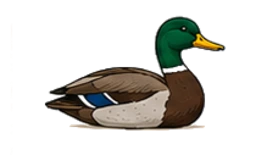 Mallard duck