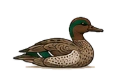 Mallard, Teal