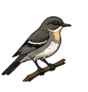 Passerine Birds