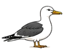 Seabirds (Gulls)