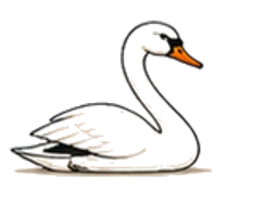 Swan