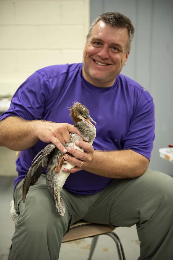 Dr. Curtis Blankespoor holding a merganser during a bird capture and relocation effort